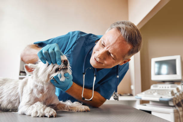 Best Holiday Emergency Dentist in Adelphi, MD